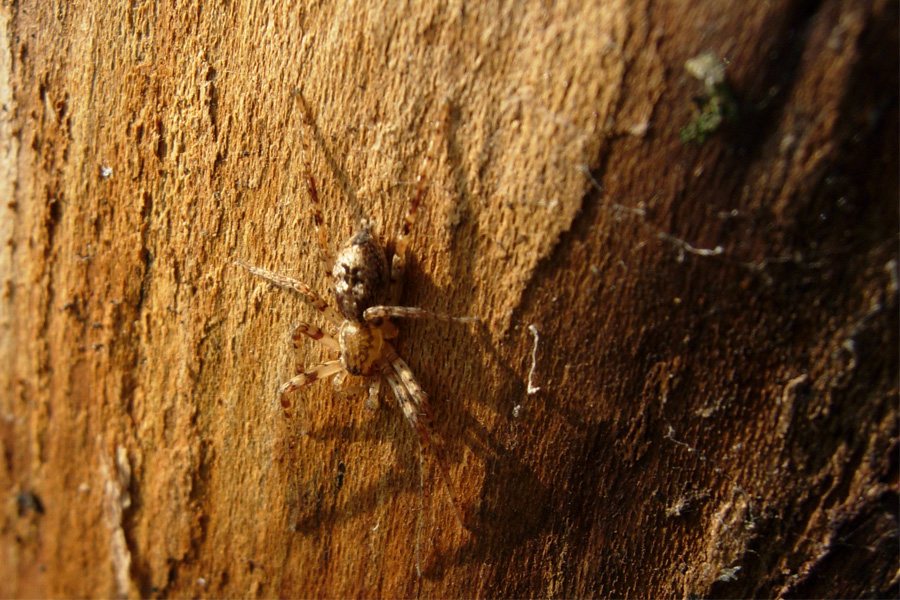 Anyphaena e Nuctenea